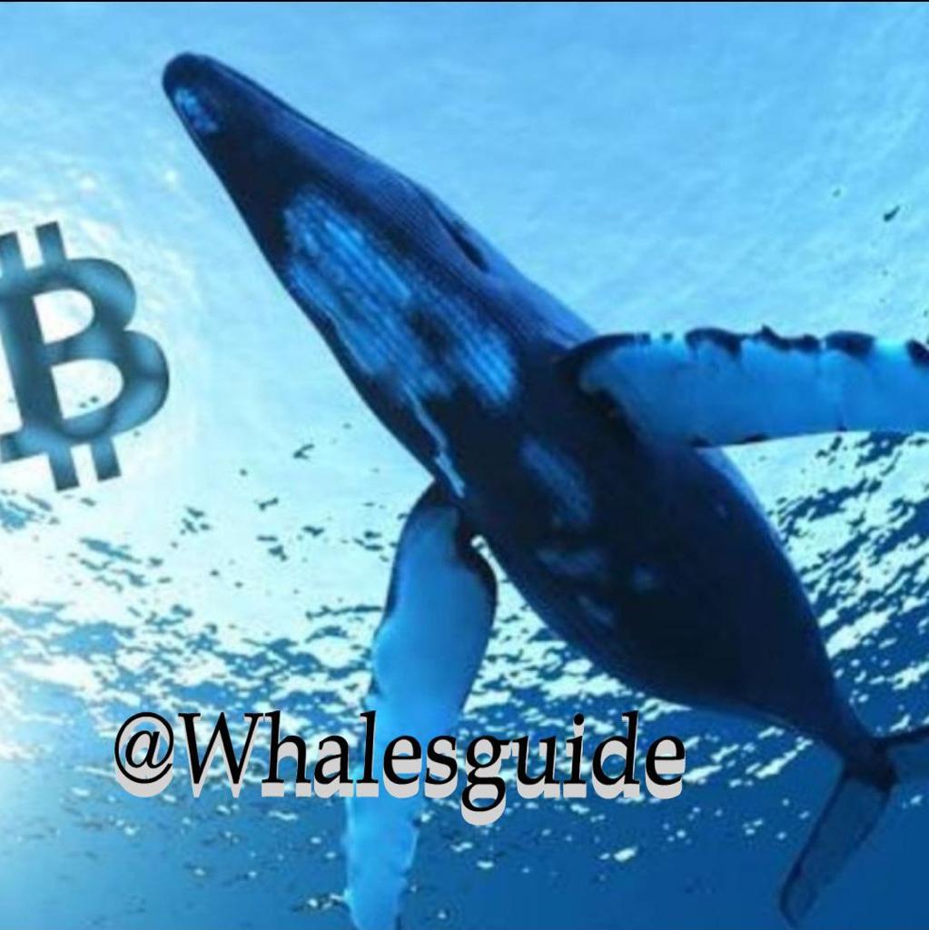 WhalesGuide